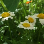 bloemen in het park