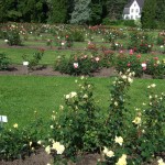 heel veel rozen in de botanische tuin