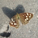 Vlinder
