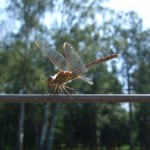 Libelle