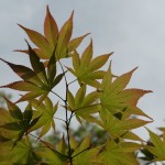 Mount Koya